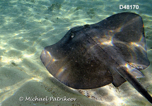 Southern Stingray (Dasyatis americana or Hypanus americanus)